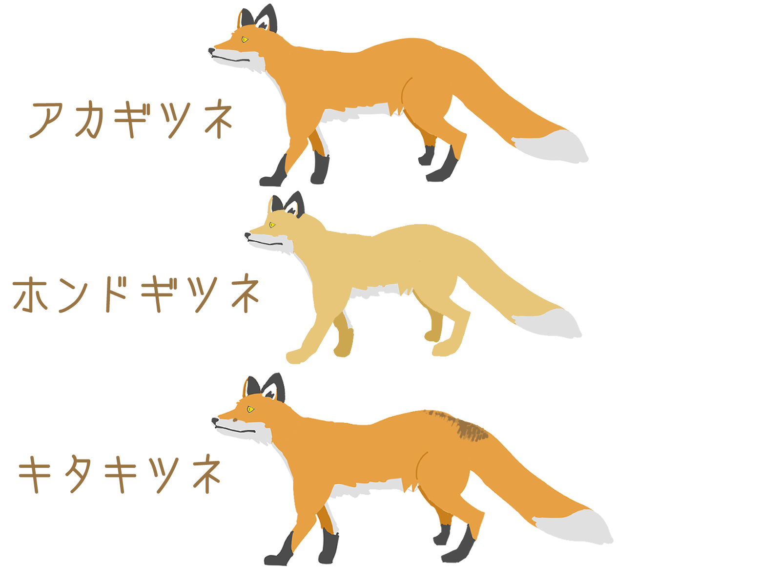 肉食目最大の生息域を持つ【アカギツネ】 | ガニバルカンパニー
